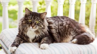 Largest cat breeds: Maine Coon cat lying on chair outside