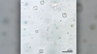 Fluid inclusions in halite with microorganisms.