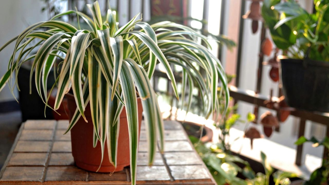 Spider plant on surface near window