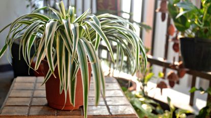 Spider plant on surface near window