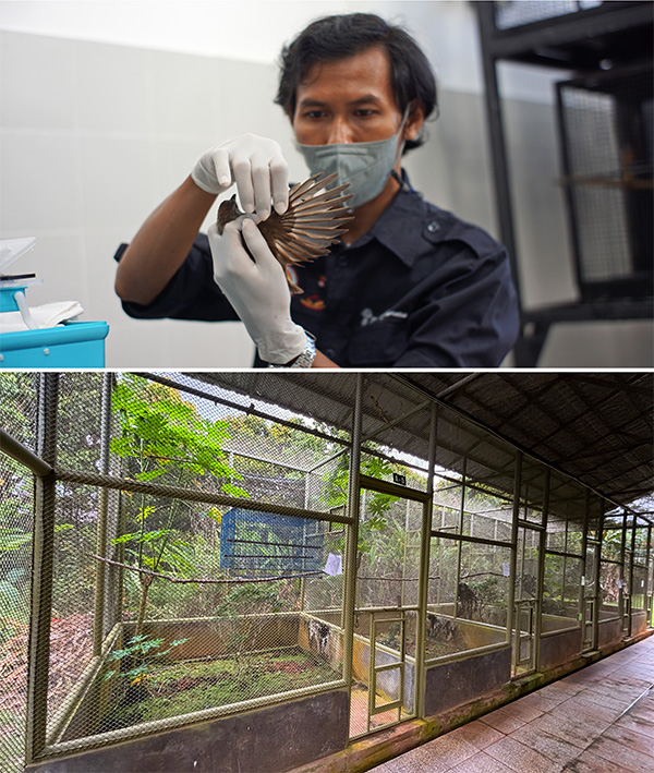 Two images, the top showing a man with a mask and gloves holding a bird and the bottom showing large room-sized cages with habitats in them
