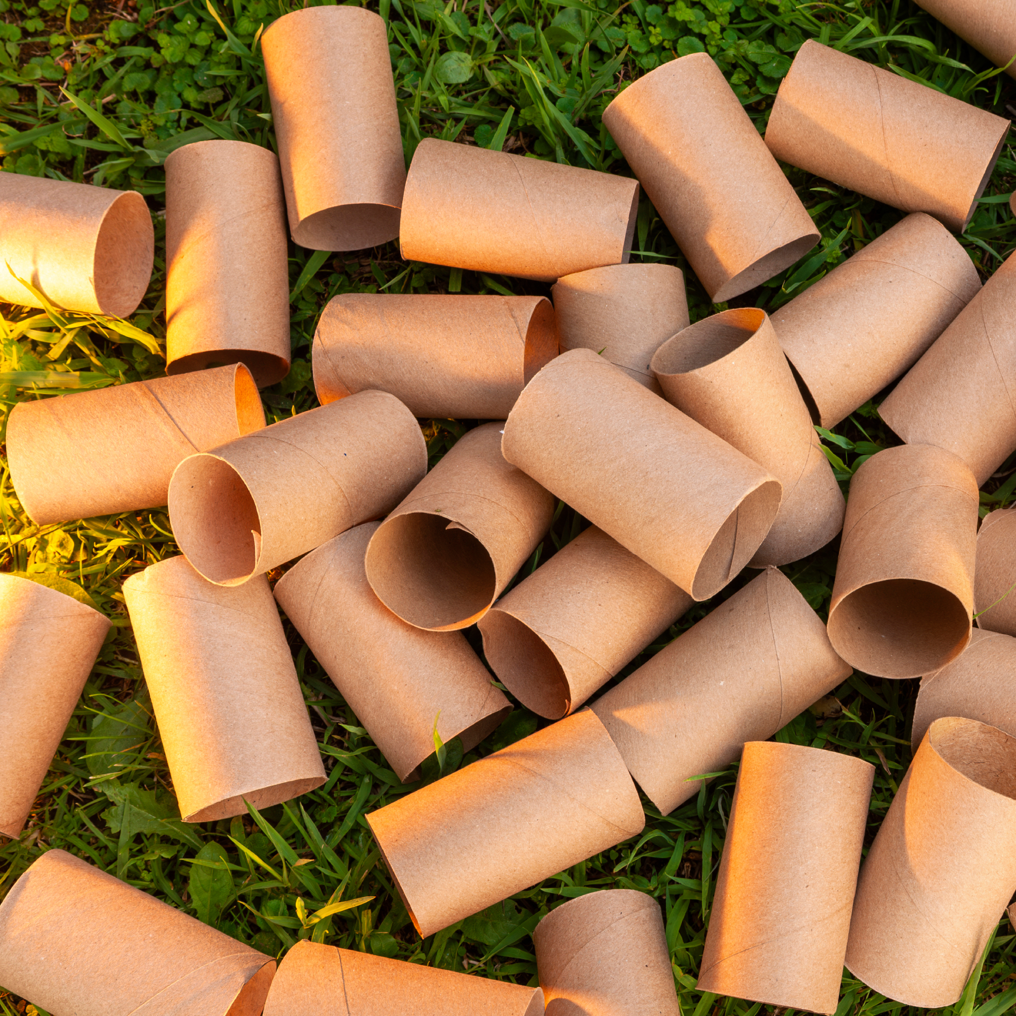 toilet paper rolls on grass