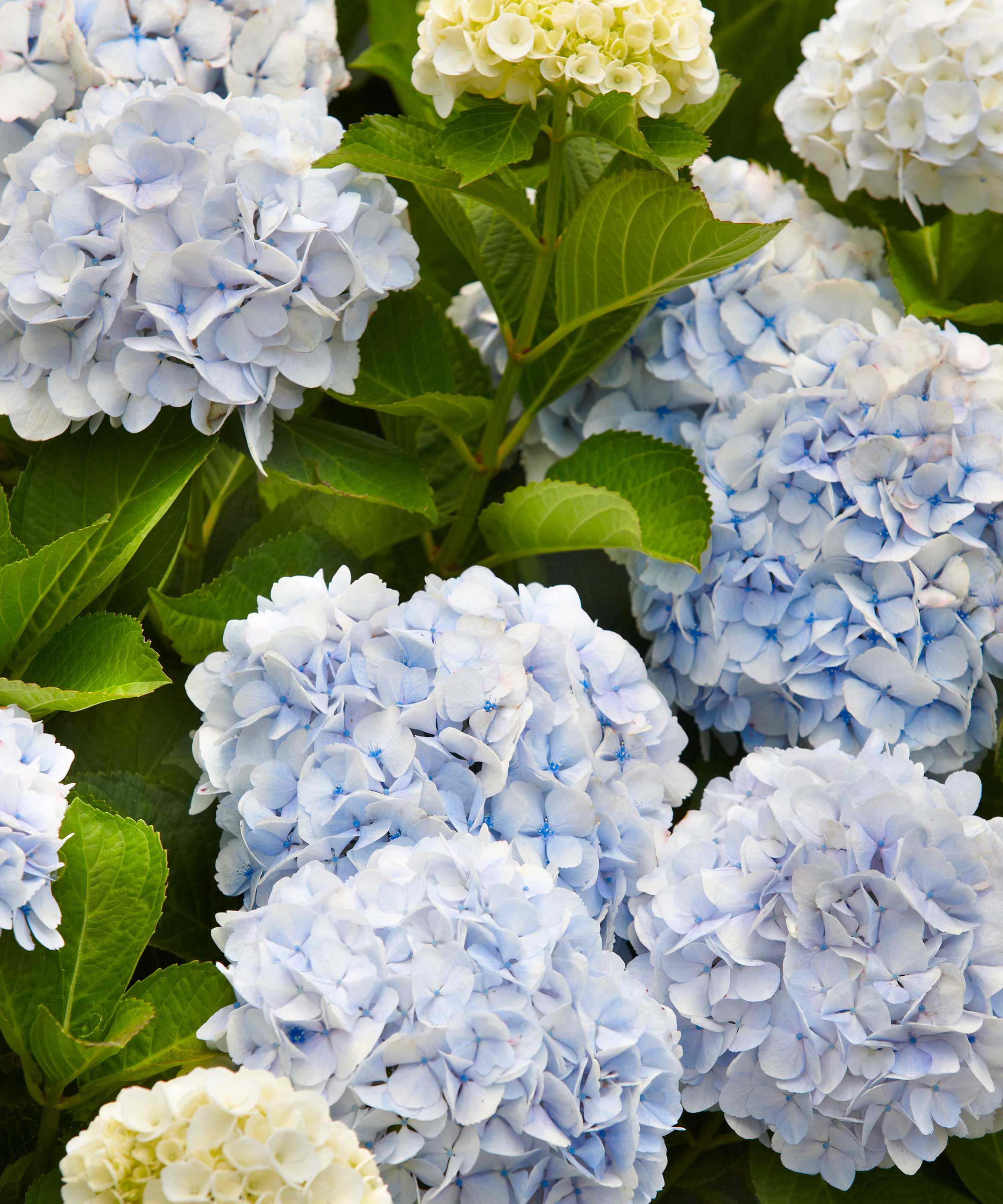 blue hydrangeas
