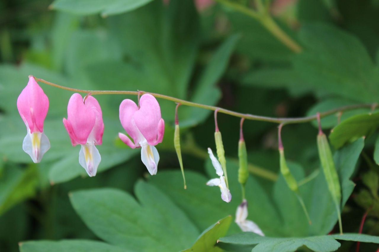 Pink Bleeding Heart Flowers