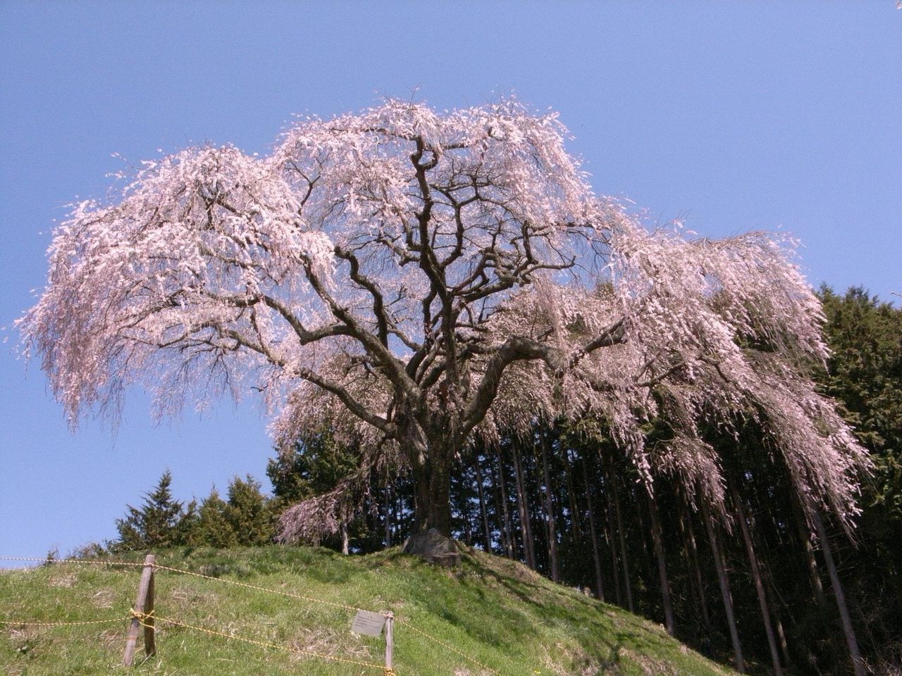 zone 4 tree