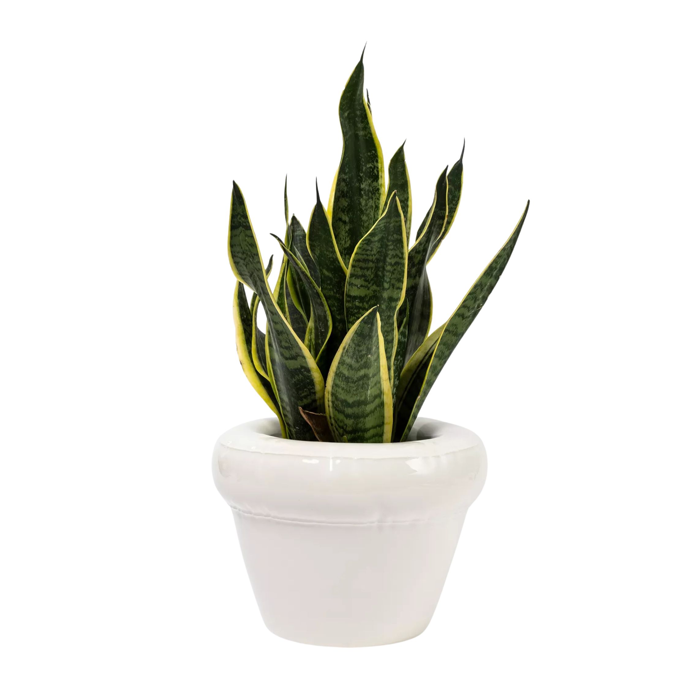 Home Studyo, Pierre Ceramic Planter, 25cm