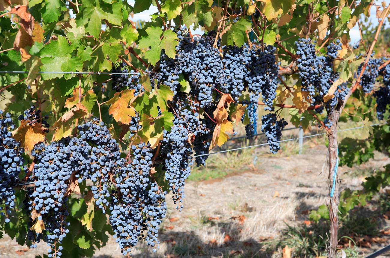Shiraz grapes in a vineyard in Rutherglen