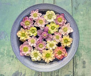 hellebore flowers in container display from above