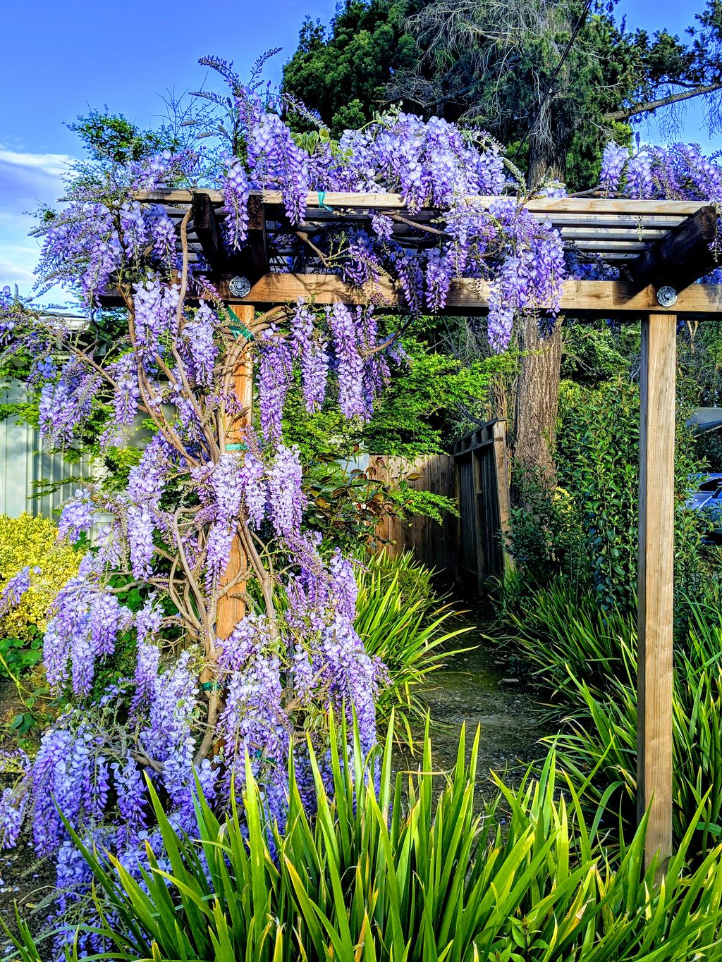 20 trellis ideas to support plants and add structure to your yard