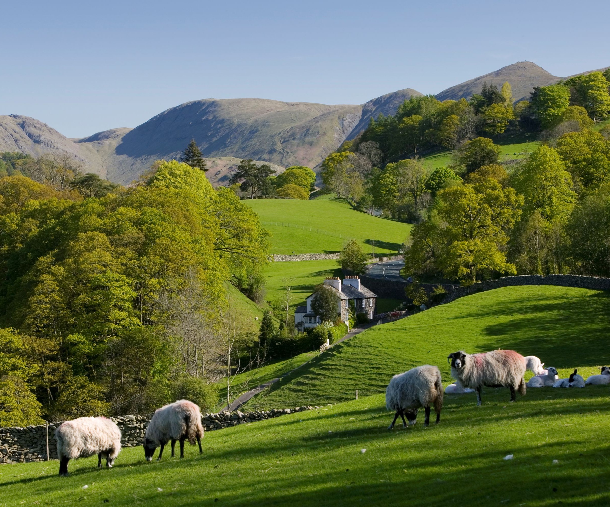 Sheep grazing on green hills with a stone house in the distance