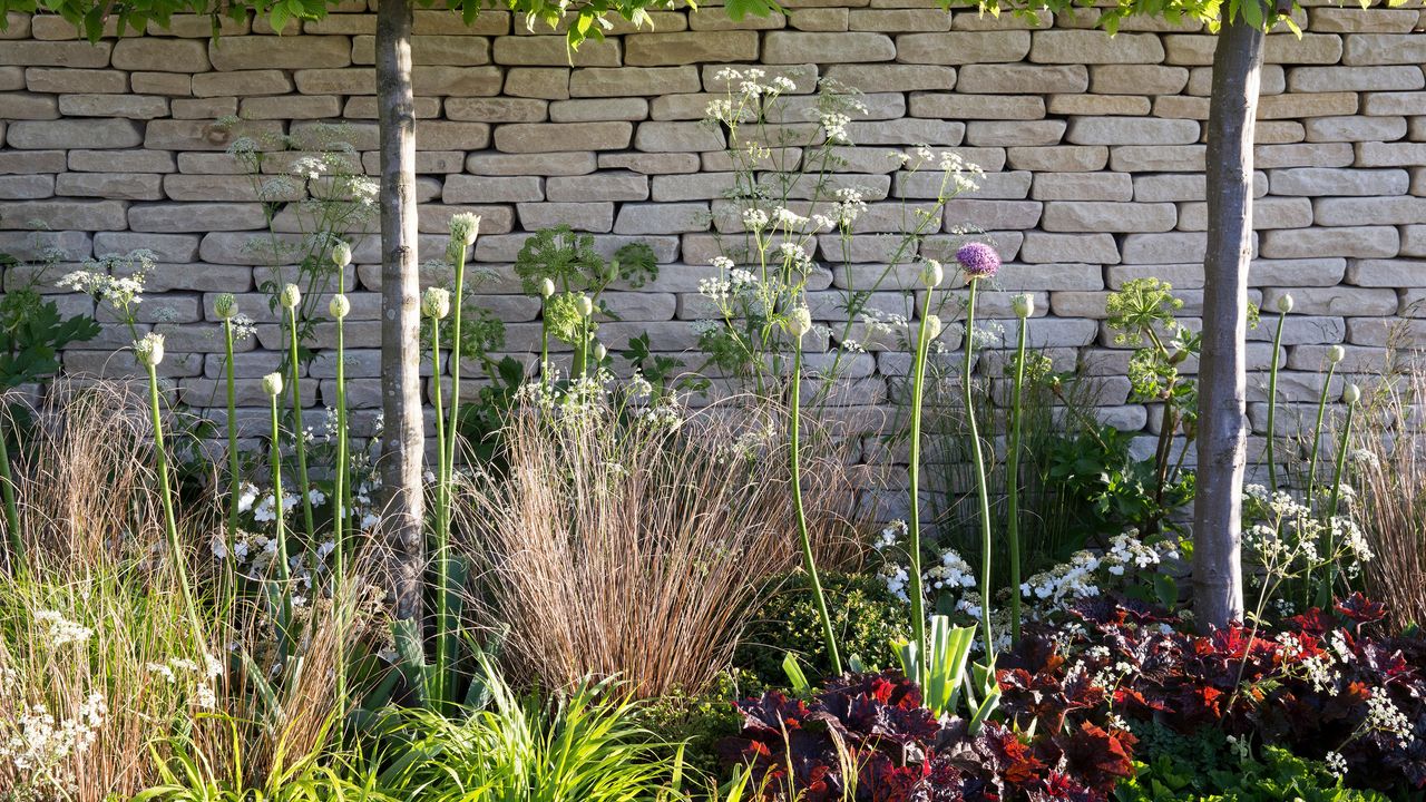 Cotswold dry stone garden wall ideas with a flowerbed featuring pleached Carpinus betulus trees, alliums, grasses and cow parsley