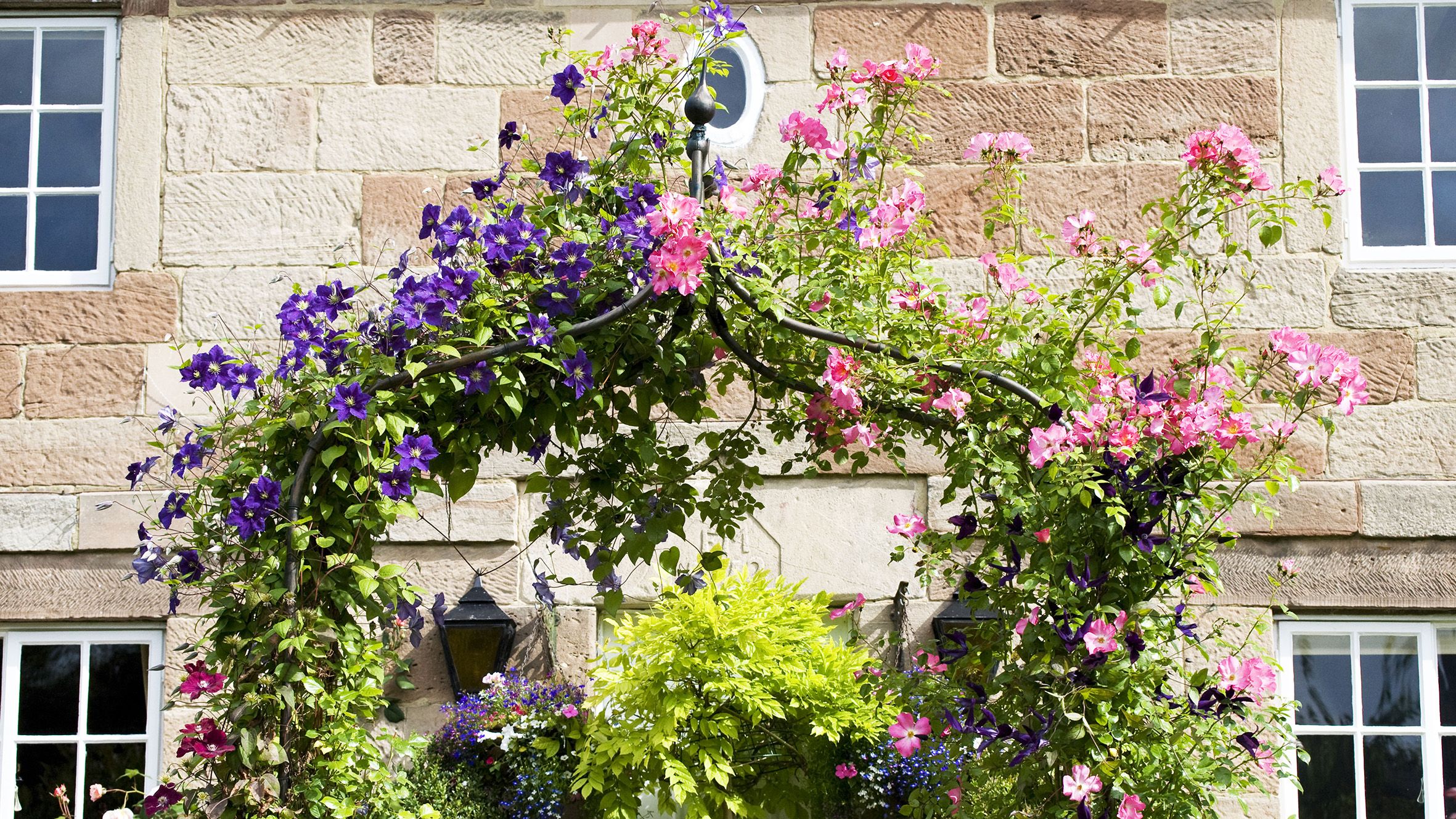 How to grow clematis the best climbing flowers for your fences and