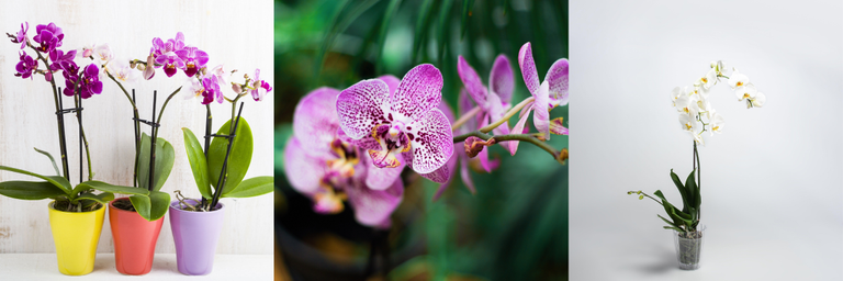 three photos of orchids