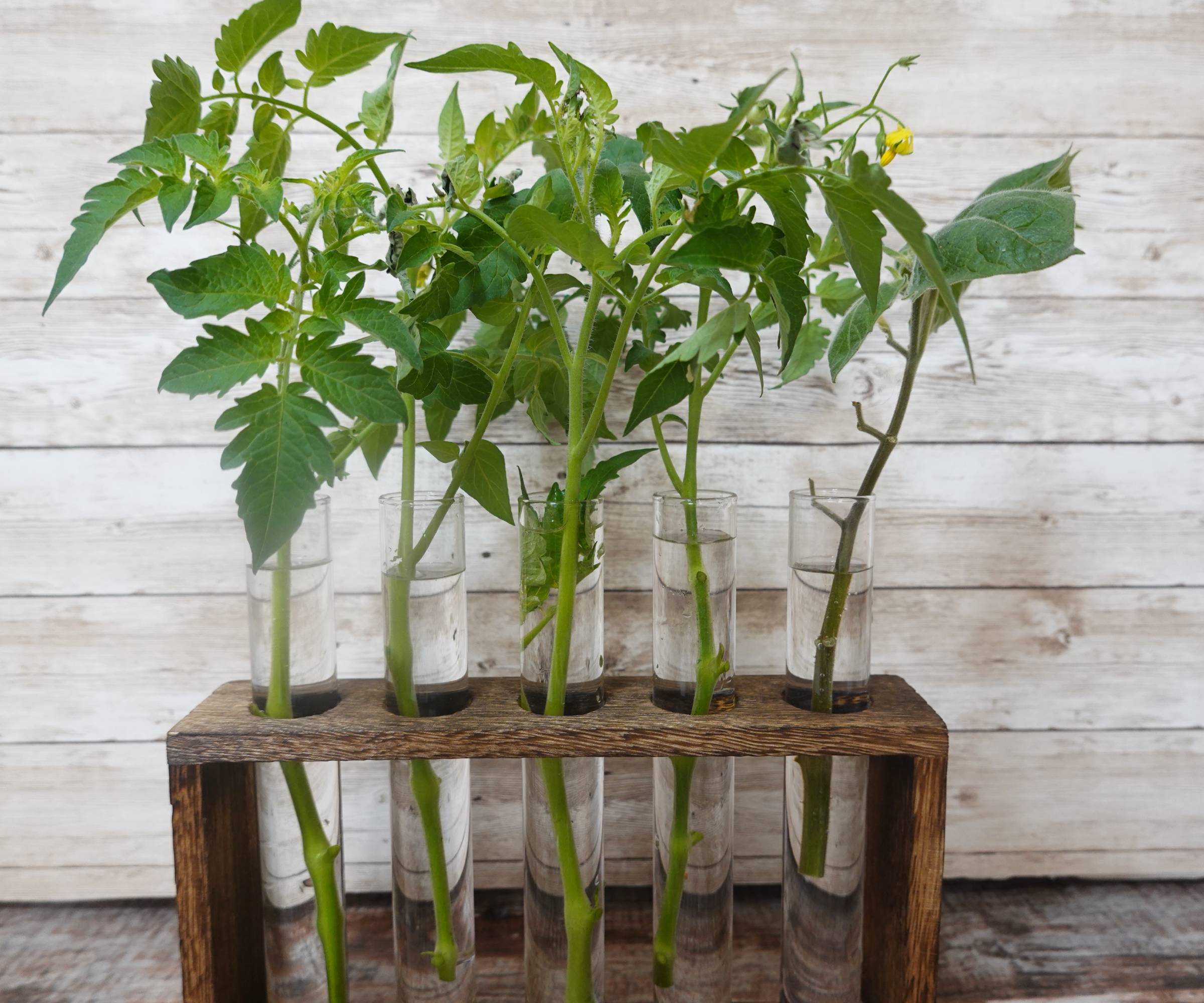 Tomato plant cuttings growing in test tubes in a propagation station