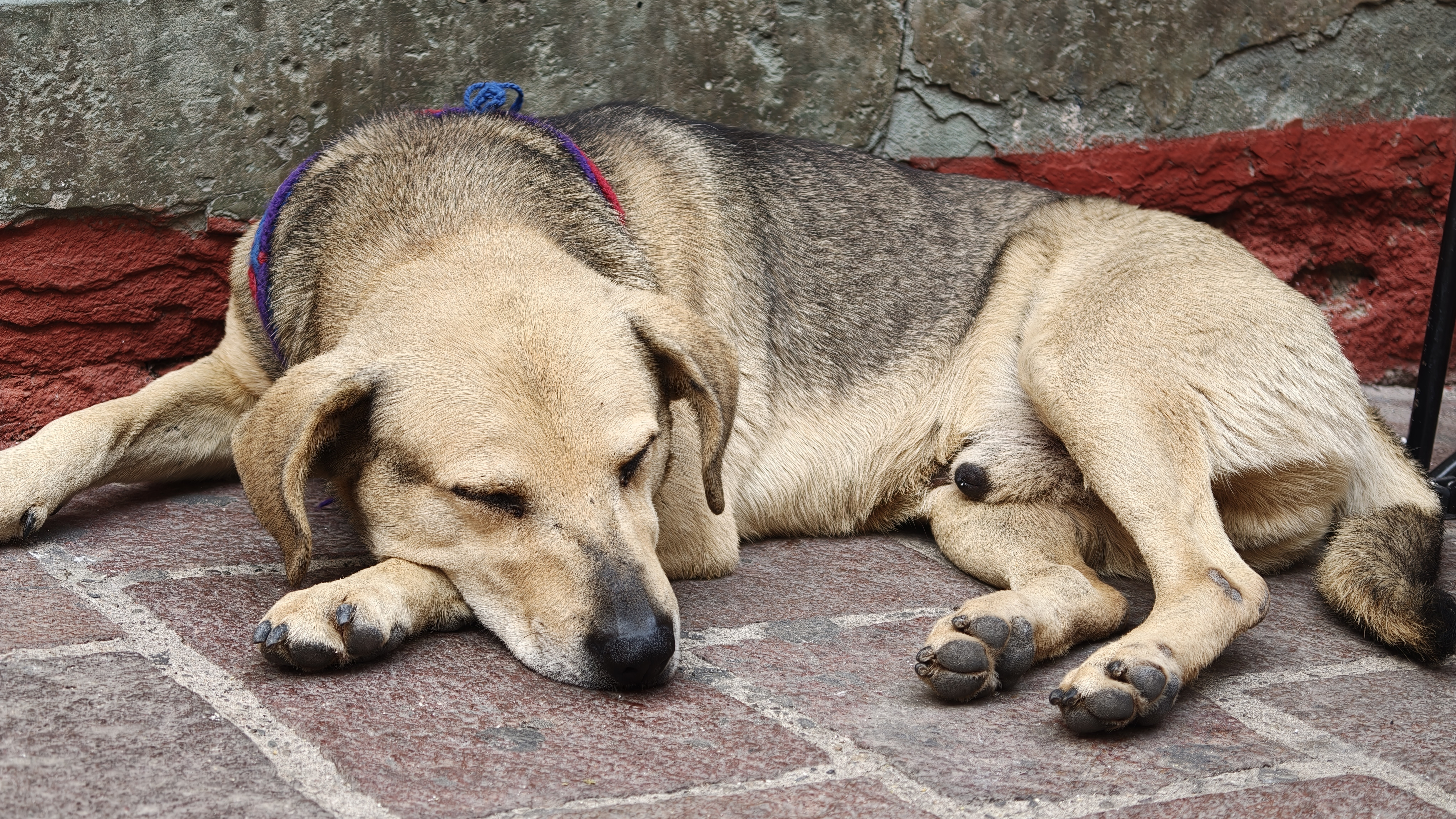 A dog having a rest on a cobbled street