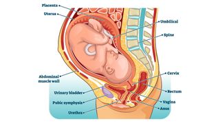 Anatomy of a pregnant body and fetus.