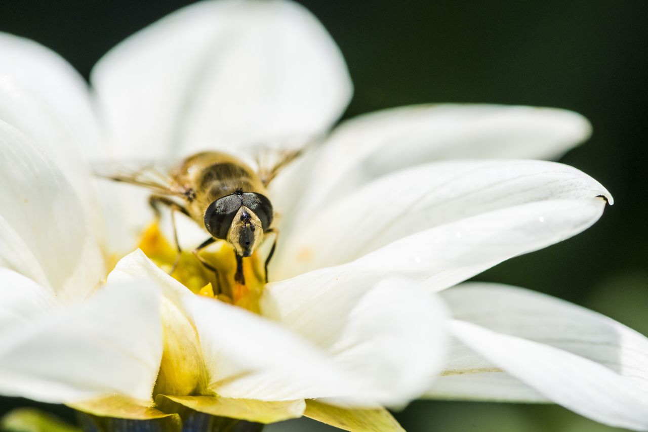 A male Hoverfly (Eristalis tenax) collecting nectar from a Dahlia (Asteraceae) blossom.