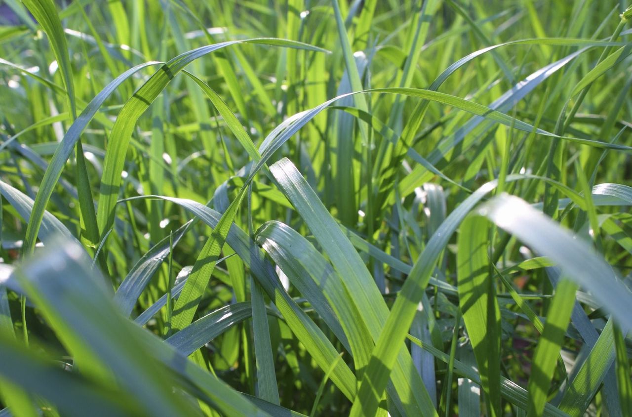 Tall Fescue Grass