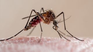 A mosquito on a person's skin