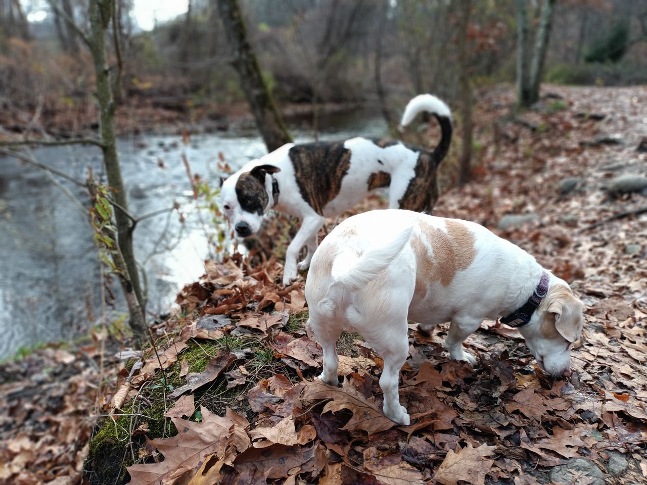 OnePlus Nord N300 5G camera image samples