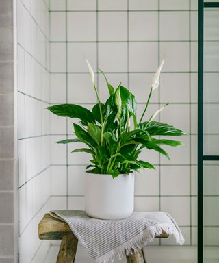 peace lily on wooden trestle table near shower cubicle in bathroom