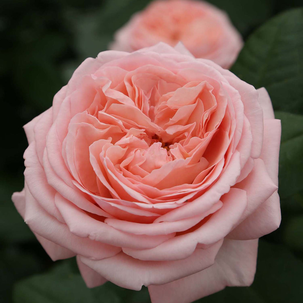 Martha Stewart&amp;trade; Hybrid Tea Rose
