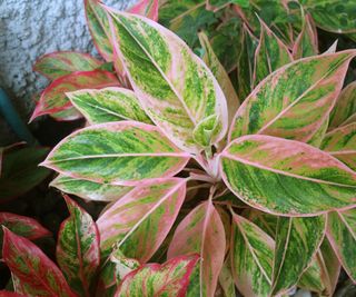 Green and pink foliage of Aglaonema , Chinese evergreen plant