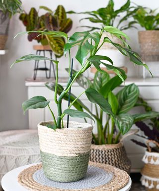 a potted mini monstera on a table, with other plants around on a cabinet