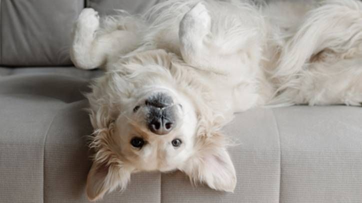 white Golden Retriever lies upside down on a gray sofa