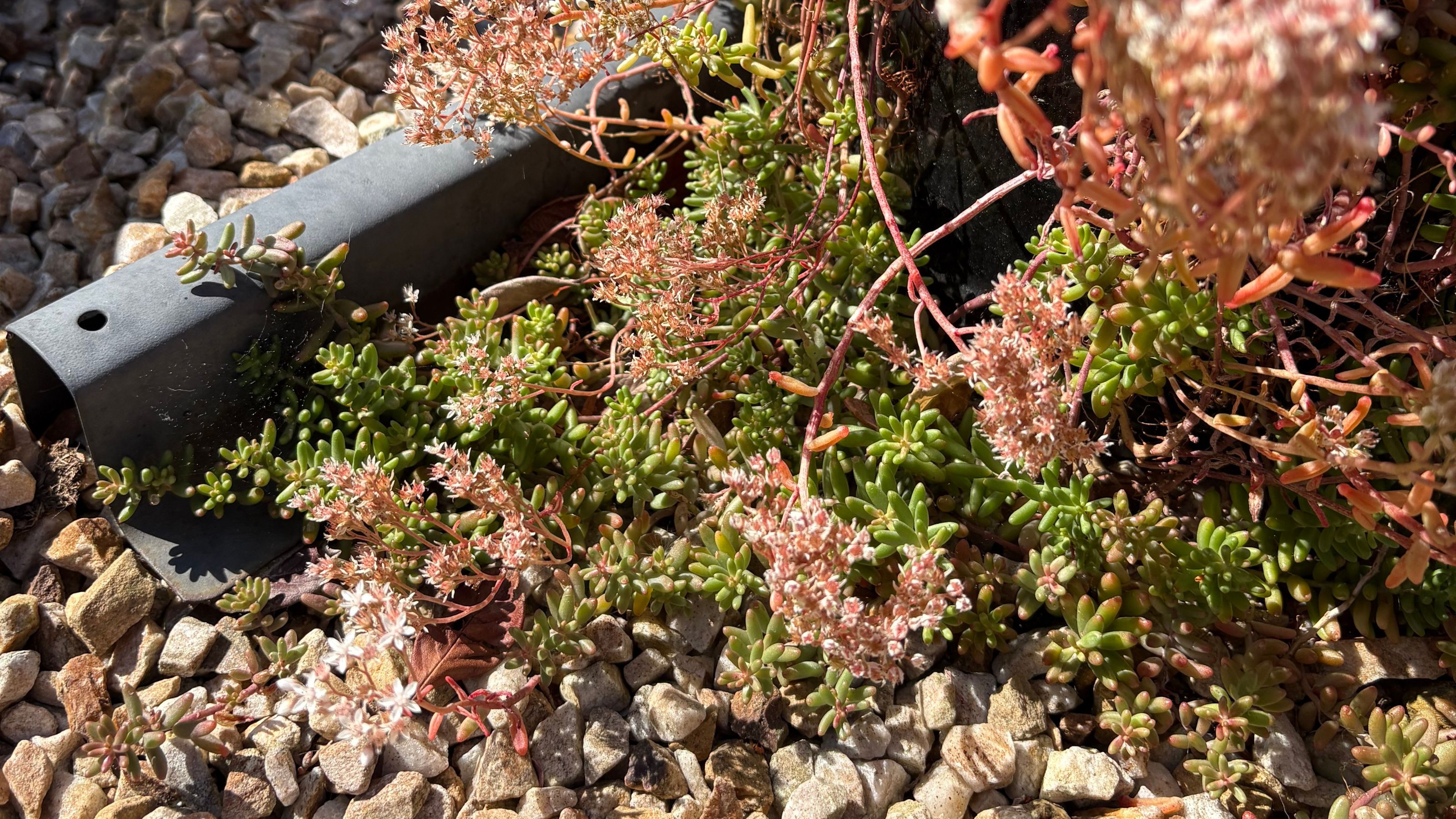 White stonecrop (Sedum album) growing in garden gravel area