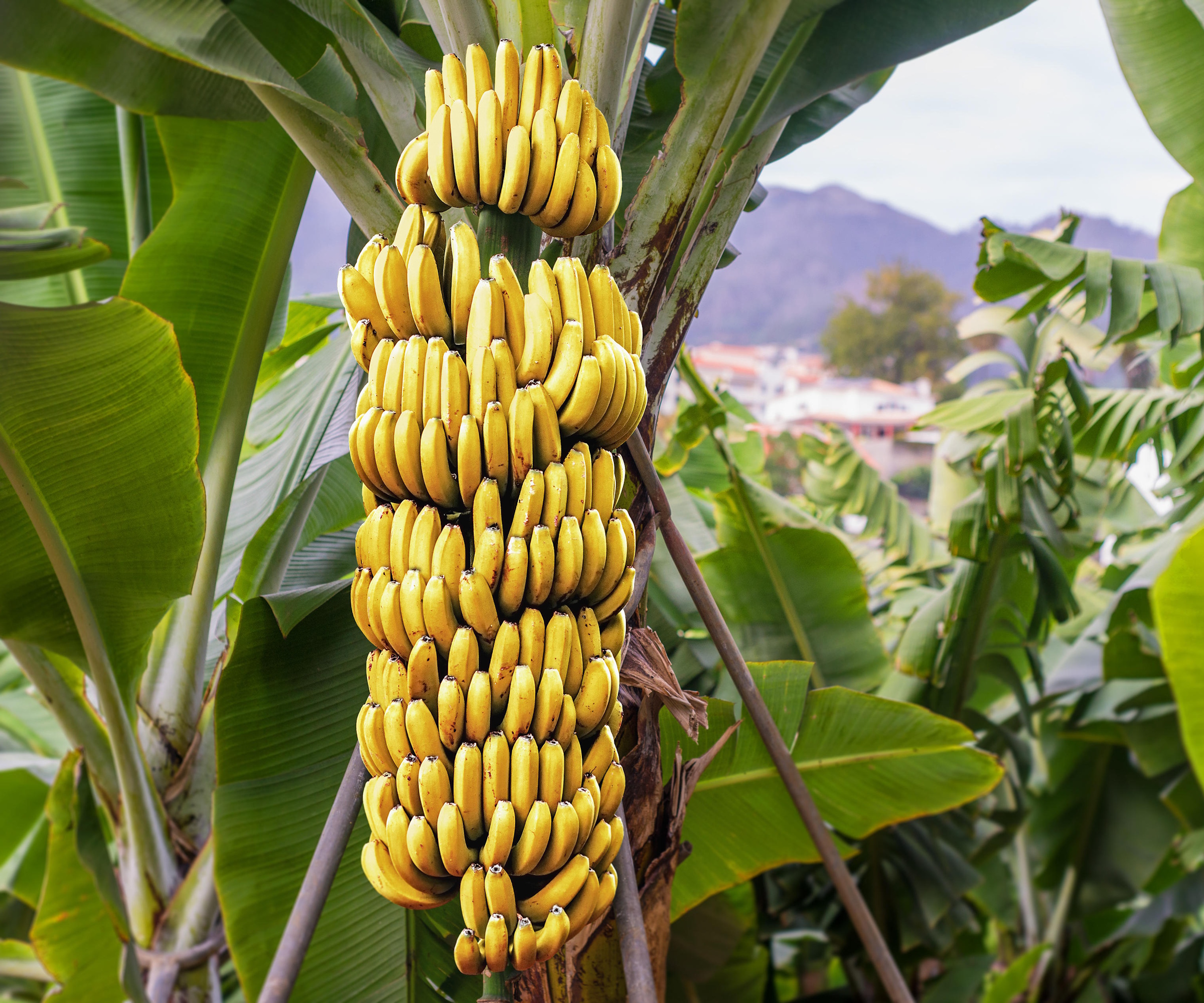 Banana tree