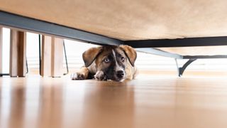 Dog hiding under couch