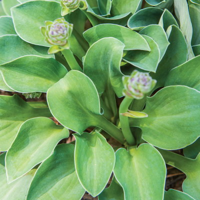 Blue Mouse Ears Hosta