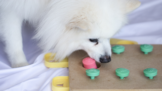 White fluffy dog playing a puzzle game
