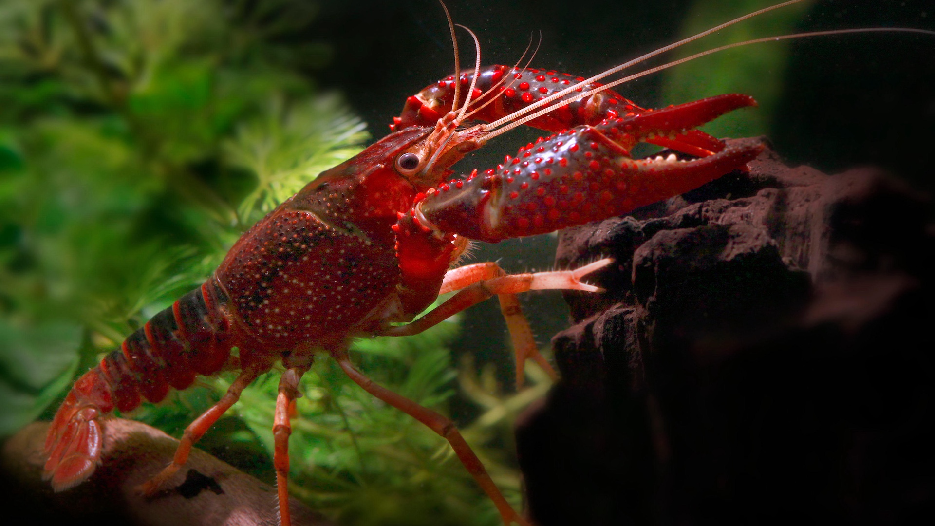 Lobster