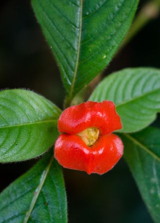 Costa Rica’s cloud forests for bold red hot lips