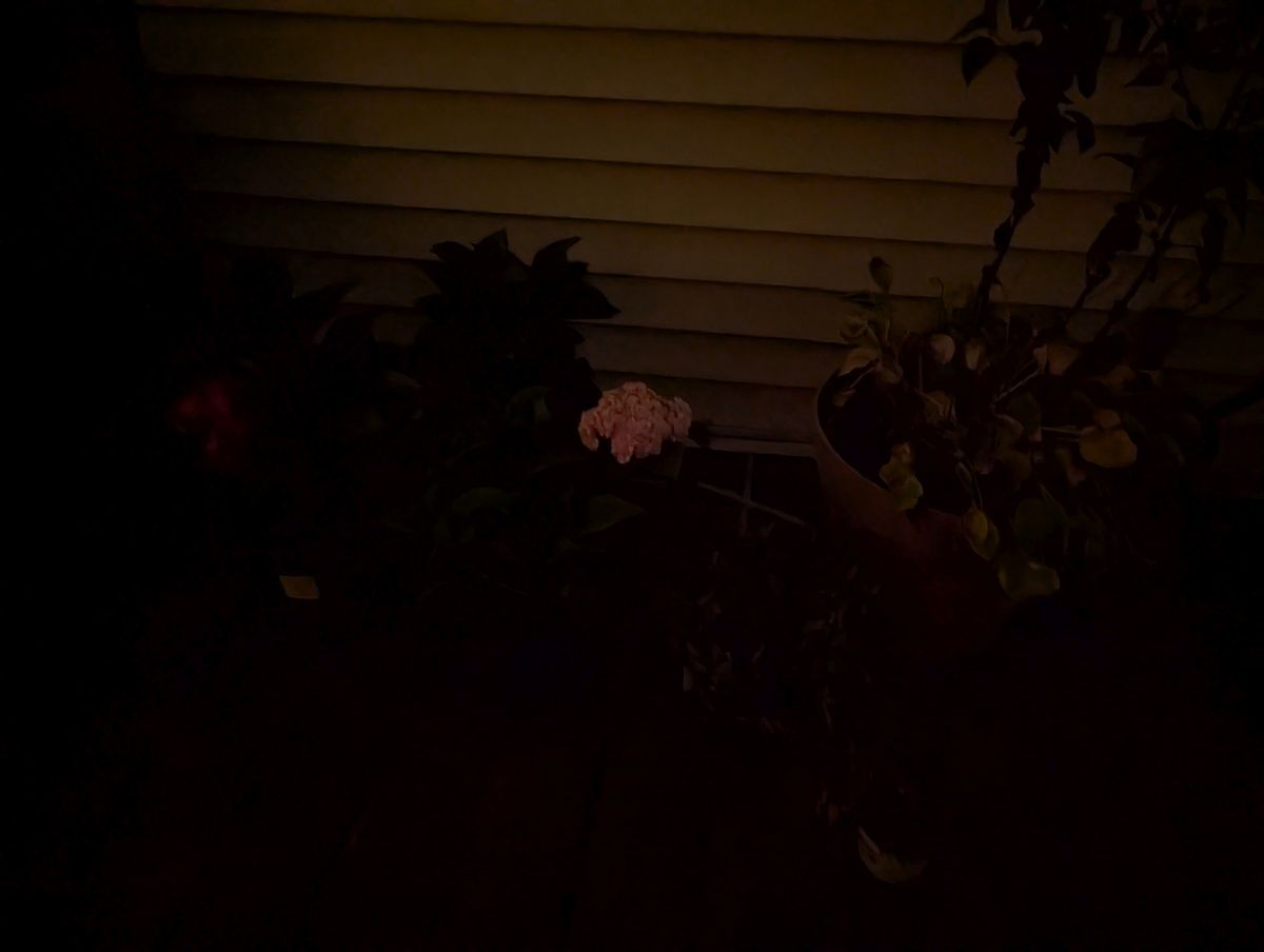 Google Pixel 9 Pro XL low light sample.