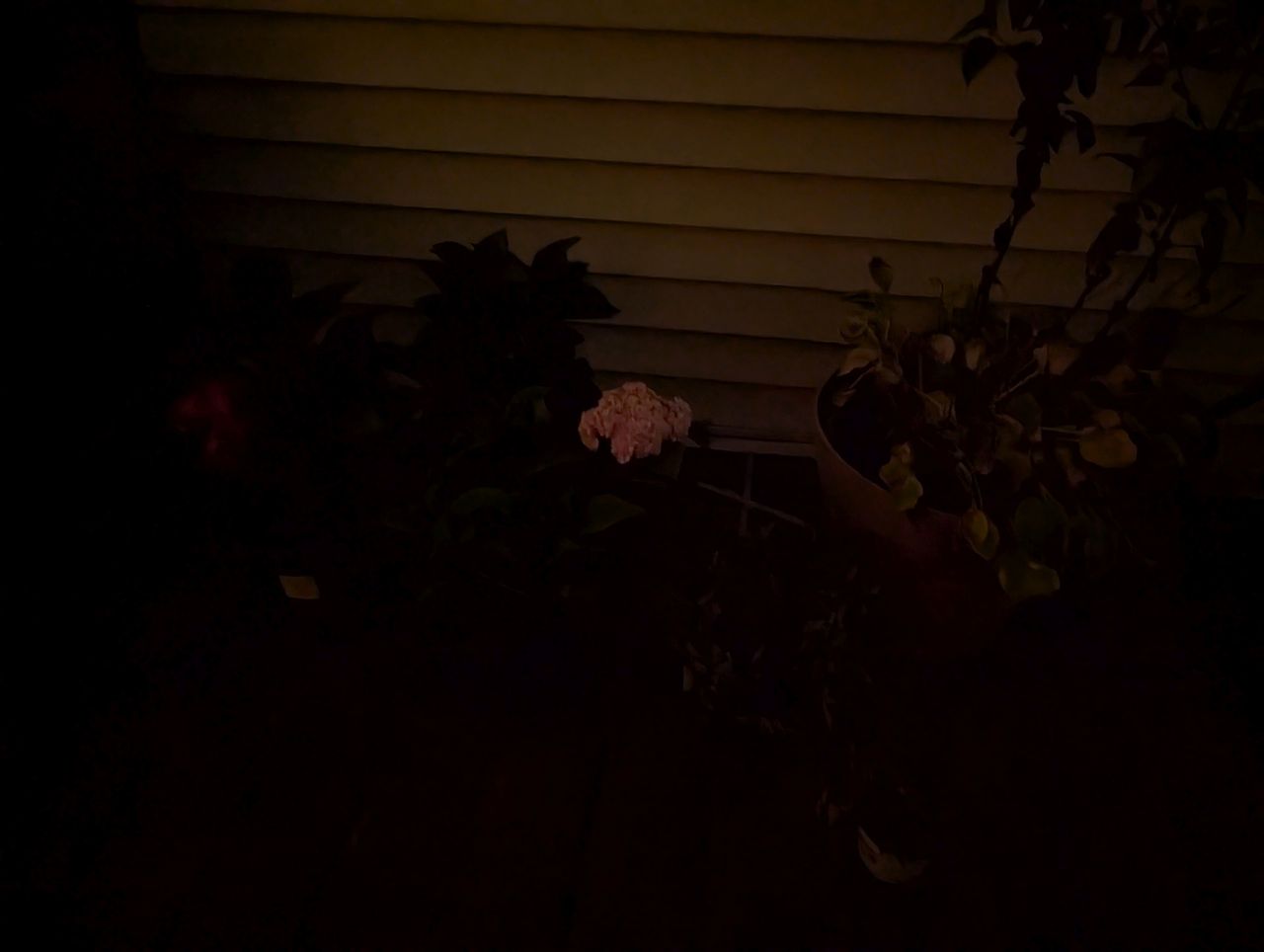 Google Pixel 9 Pro XL low light sample.
