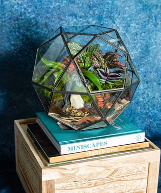 geometric terrarium on pile of books with blue background