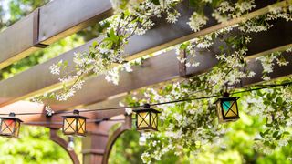 Jasmine plant climbing on arbor