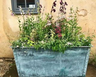 natural planting in large zinc container