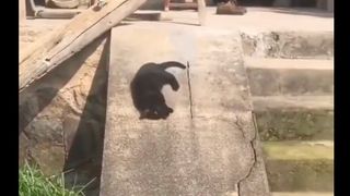 Black cat sliding down concrete slope