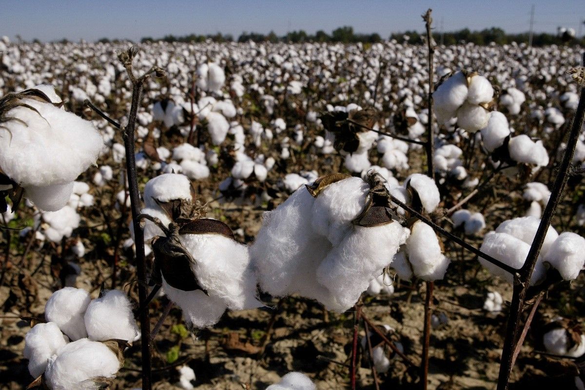 Cotton Sustainability