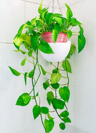 picture of hanging pothos