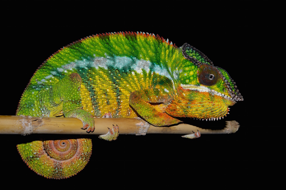 Colorful Find: Madagascar Chameleon Actually 11 Distinct Species | Live