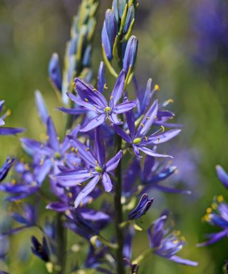Camassia Blue Melody flowers