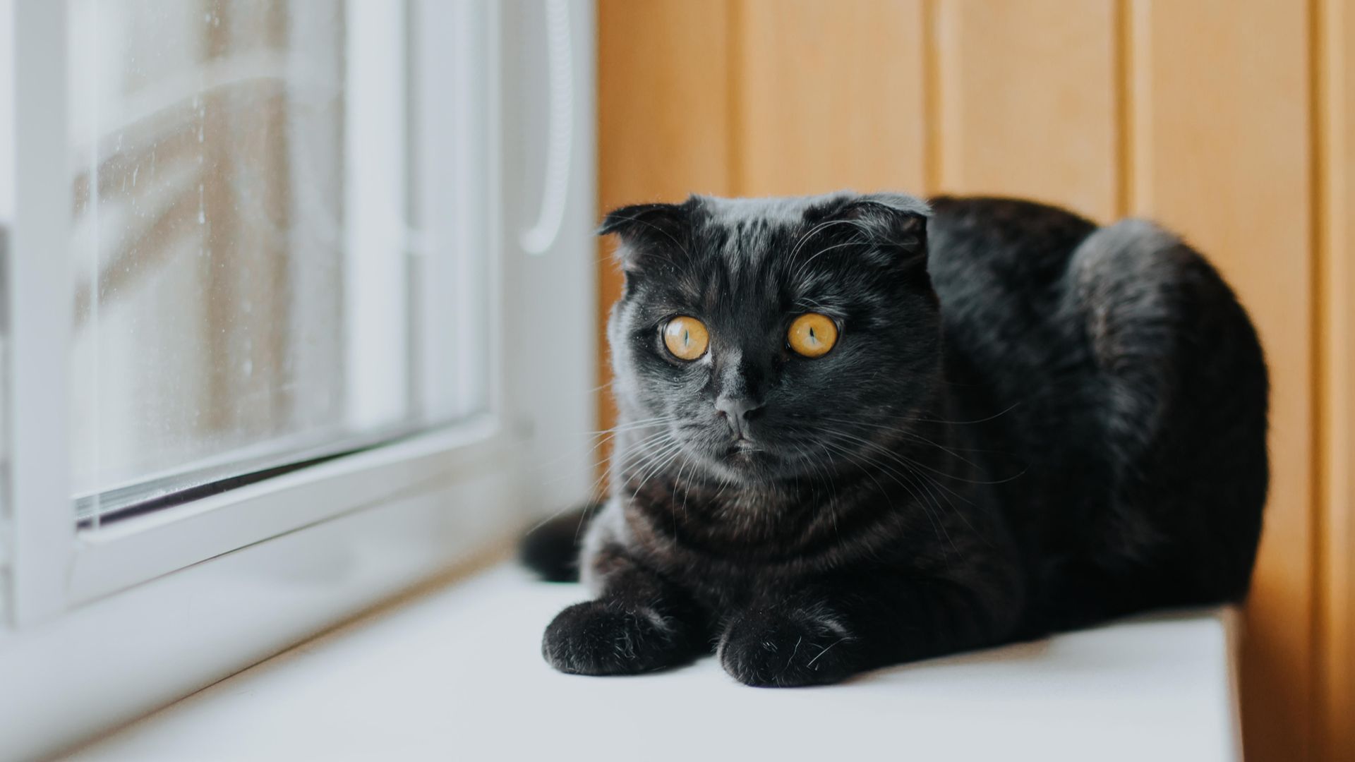 Black Scottish Fold Cat sitting in the window