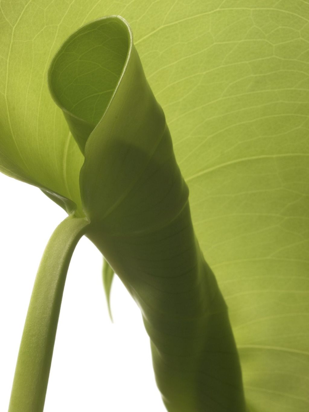 Rubber Tree Plant Leaves Curling Why Do Rubber Tree Leaves Curl