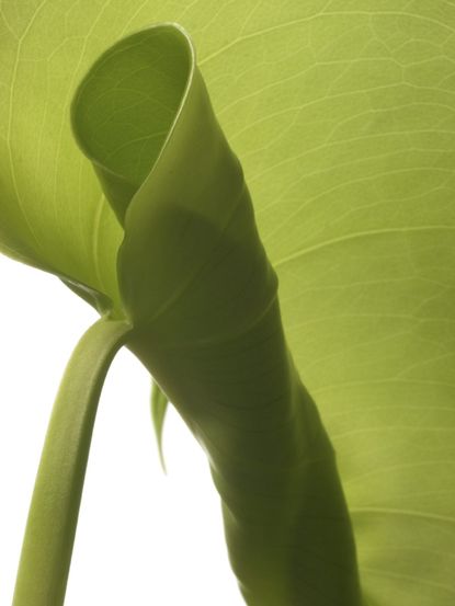 Curling Rubber Plant Leaf