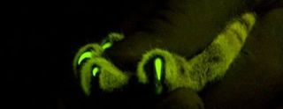 Genetically engineered cat claws glow.
